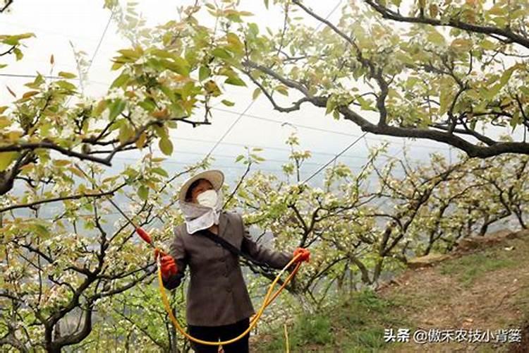 李子保花保果用什么药效果好(保花保果农药最佳配方)
