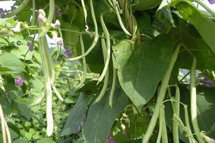 大棚芸豆冲平衡肥好还是高钾肥好呢？