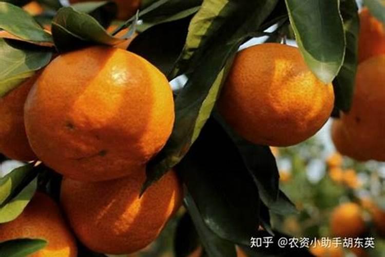 沃柑春季的管理方法是什么？