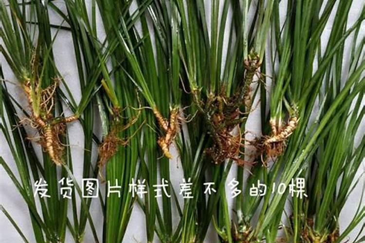 菖蒲可以水培吗,水培方法及注意事项