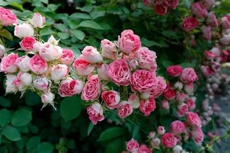 水仙花用什么肥料