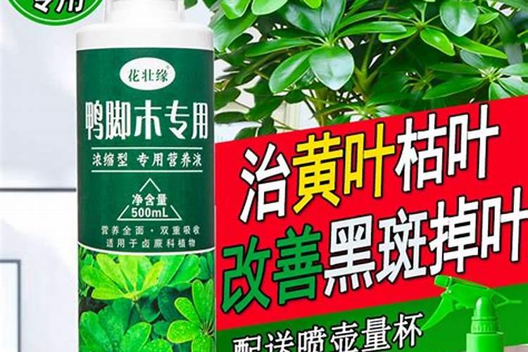 八方来财树养殖方法是什么？