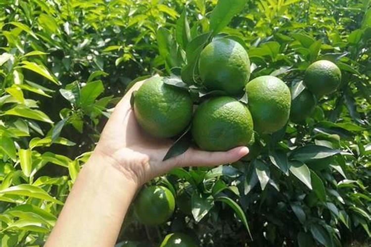 药用植物芡黑斑病防治方法