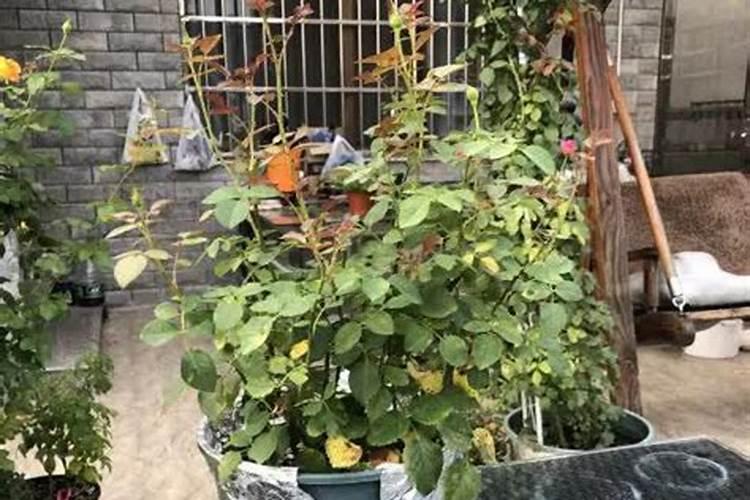 硼肥是什么肥料,硼肥的效果有哪些,硼肥怎么施用