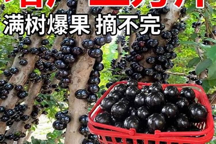 钾肥的含量高对玉米有什么影响？