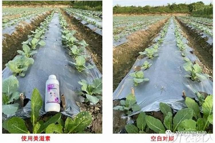 海藻肥怎么用