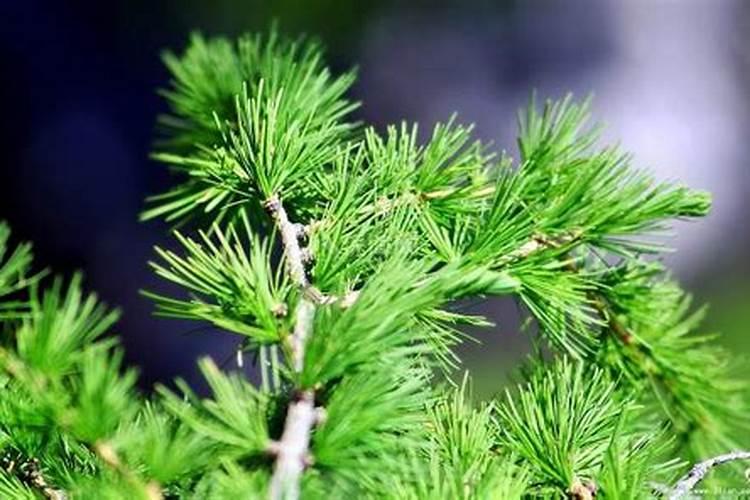 松树可以用尿素吗花？