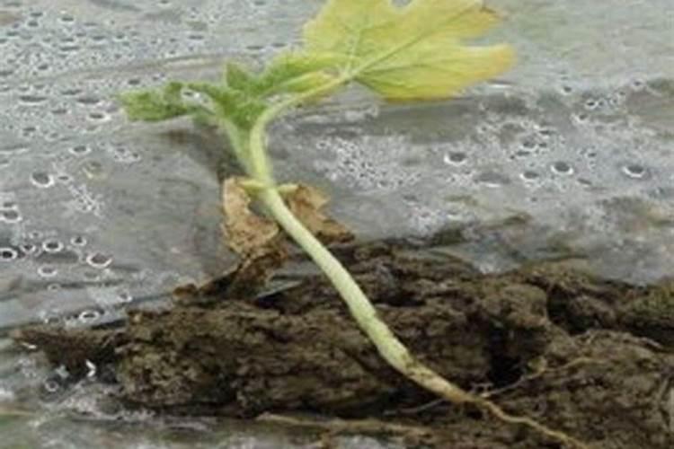 水溶肥复合肥烧根吗