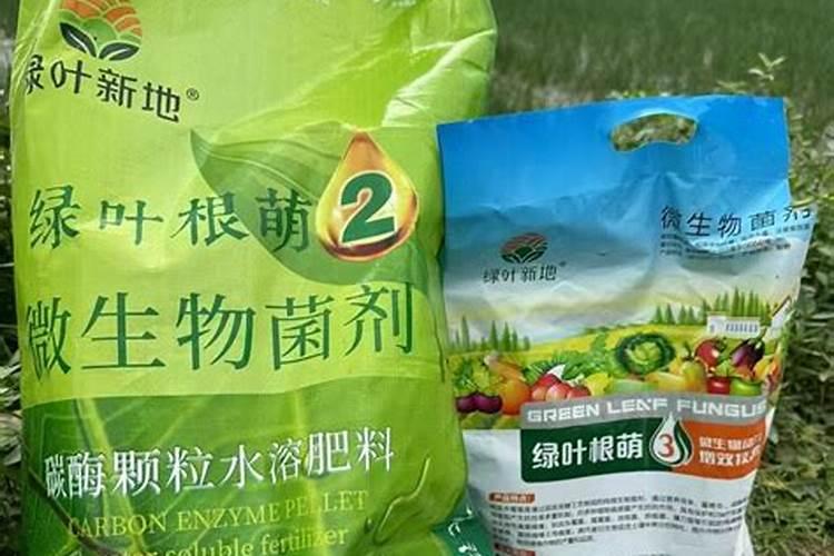 怎样才能种好马蹄