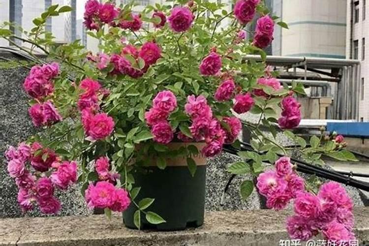 龙吐珠怎么养