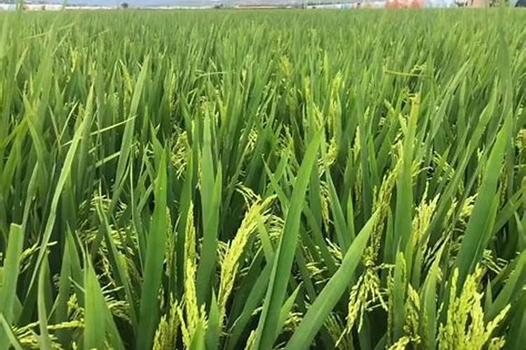 焦作市田美生物工程有限公司怎么样？