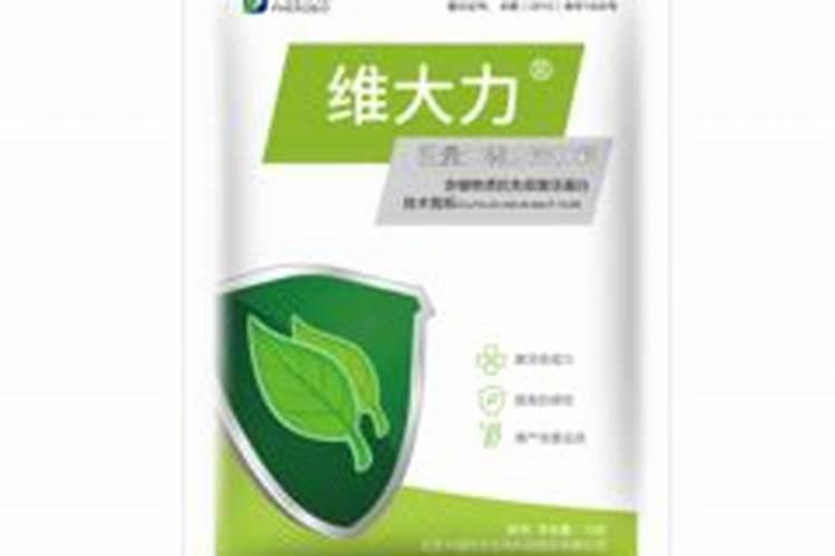 冬珊瑚的花期管理,施加磷钾液肥减少浇水
