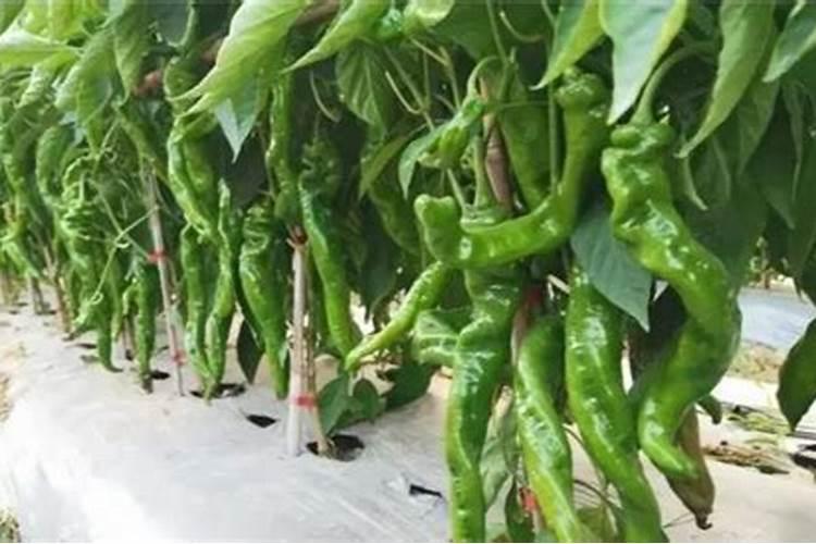 生黄豆做肥料最佳最简单方法