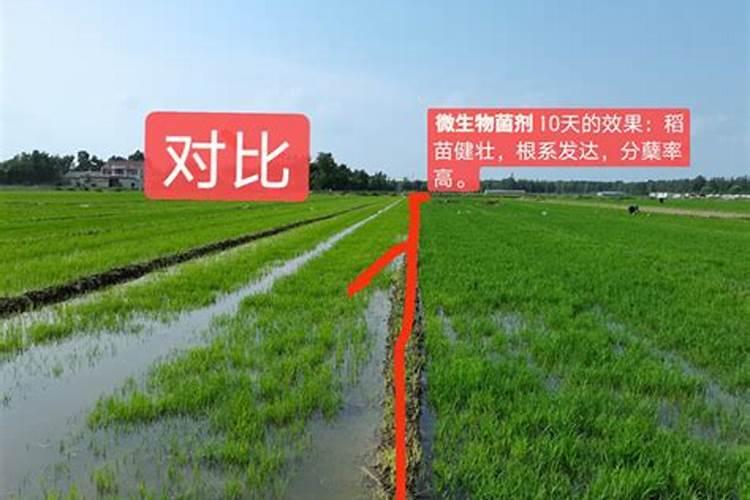 水稻什么时间施肥最好