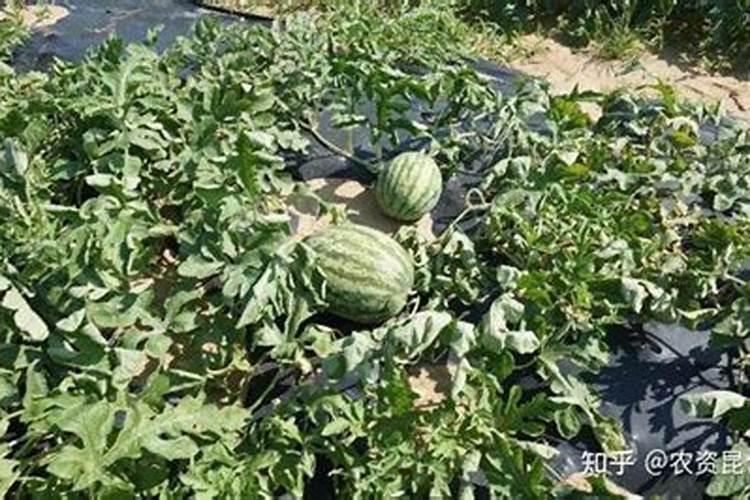 叶子上的锈斑是怎么回事？