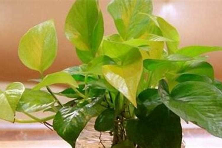 菜豆锈病主要为害叶片,芸豆锈病该怎么防治？