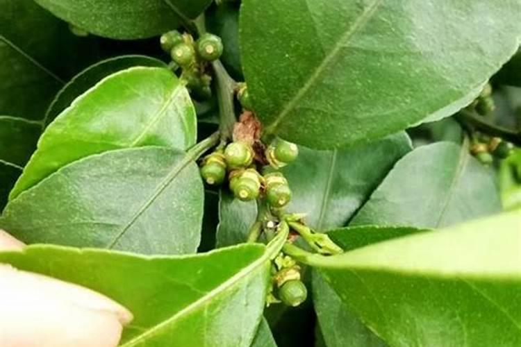 一亩茶园在茶饼种植过程中,采用什么方法来种植养护的？
