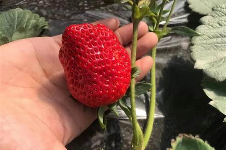 草莓什么时候施肥最好