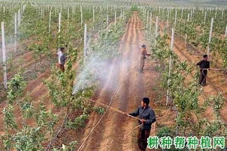 番茄用什么肥最合适