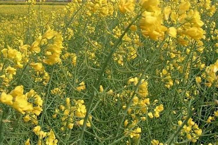 为什么种植油菜要增施硼肥？硼肥的功效有哪些？
