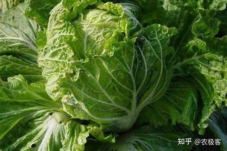 怎样给红掌下肥,施什么肥能开花？