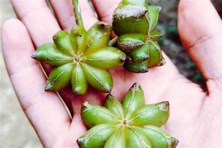 刚移栽的八角幼苗用什么肥料好？