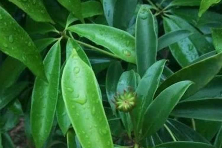 八角最佳种植方法