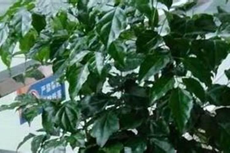 大姜用什么肥高产