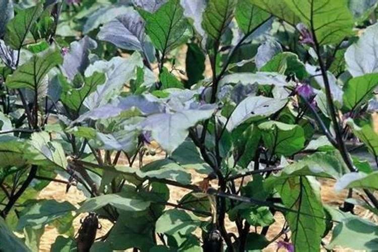 蔬菜施肥过量出现的生理病害症状