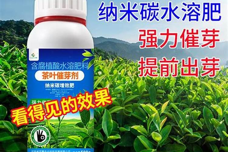 地栽月季施什么肥料最好(地栽月季花施肥开花多的技巧)