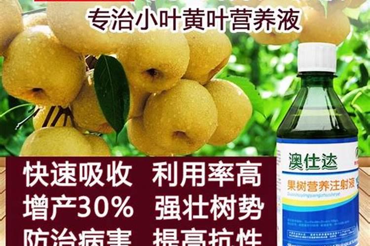 脐橙挂果了什么时候喷营养液