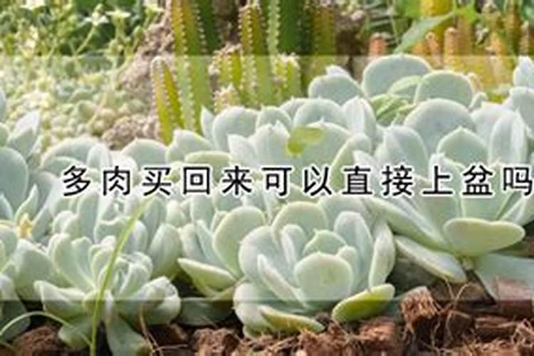 刚买的多肉植物怎么养 上盆后要立刻浇水吗