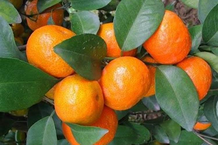 土豆怎样施肥 怎么给土豆施肥