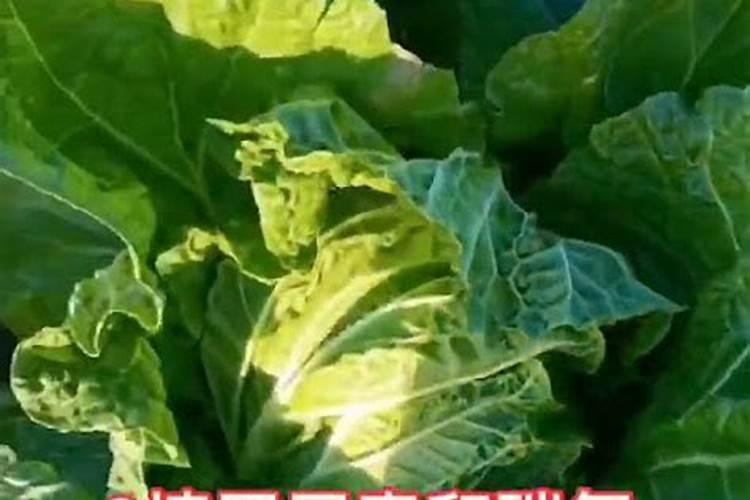 养多肉常用的3种肥料