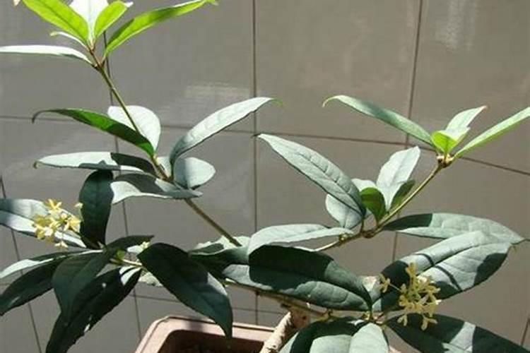 桂花树如何施肥