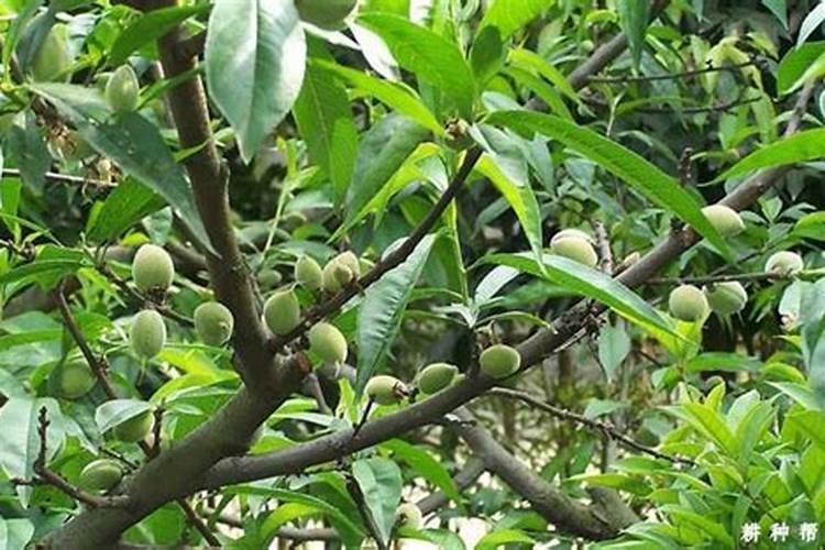 怎么辨别芸苔素内脂 真伪 优劣？ 谢谢