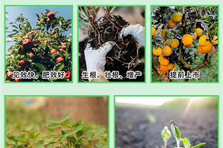 蔬菜种植的时候,钙元素有什么作用呢？应该怎样补充钙肥呢？