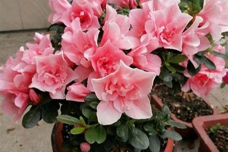 春季杜鹃花的养殖方法和注意事项
