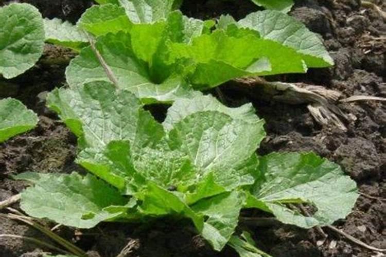 花生开花期要施什么肥