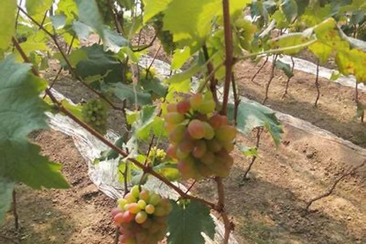 花生开花期要施什么肥花生开花期怎么施肥