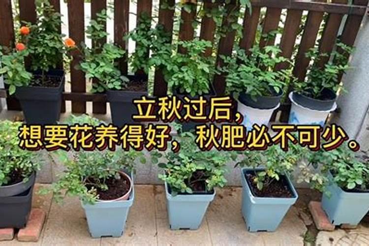用什么花肥使花开的更鲜艳？