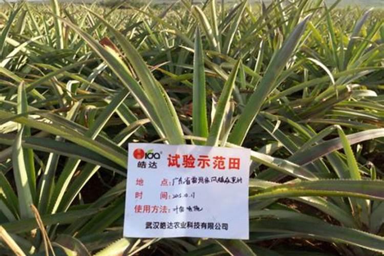 红菠萝种植方法和注意事项