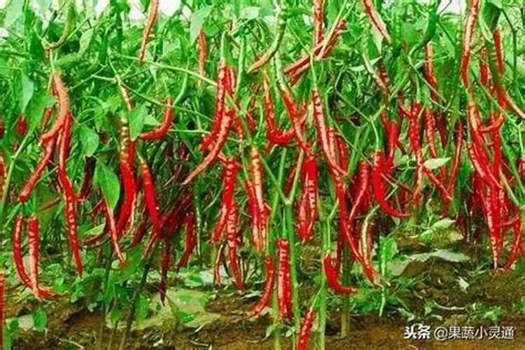 磷酸二氢钾适合哪些花