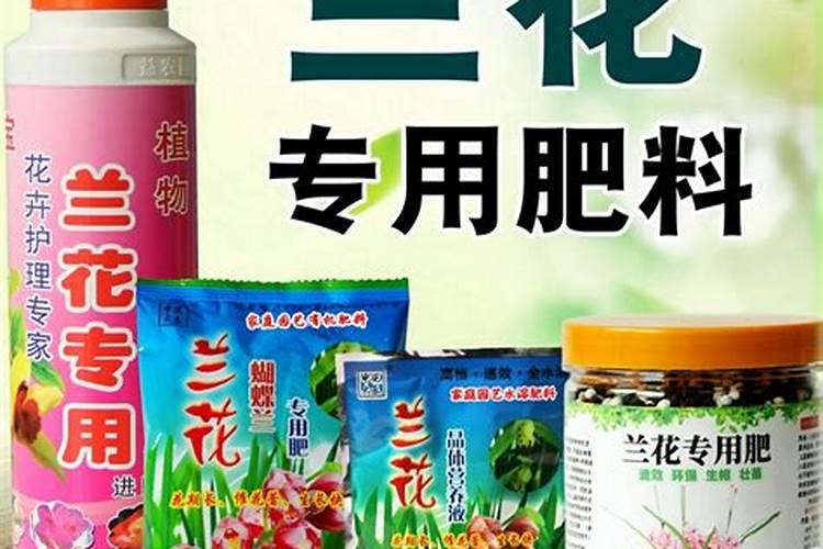 幸福树秋天怎么浇水施肥