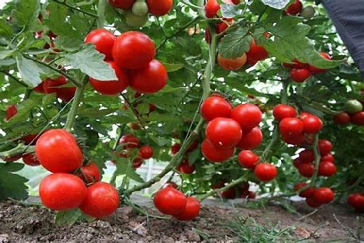 西红柿的种植用什么肥料好