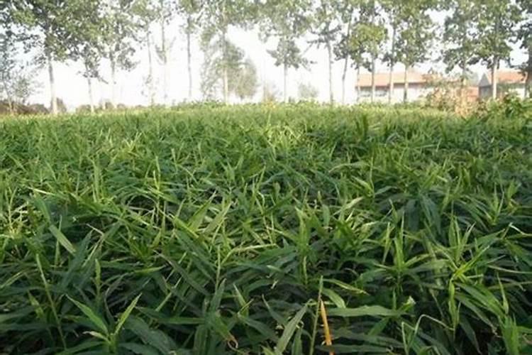 花草“缺素症”有怎样的表现,图示