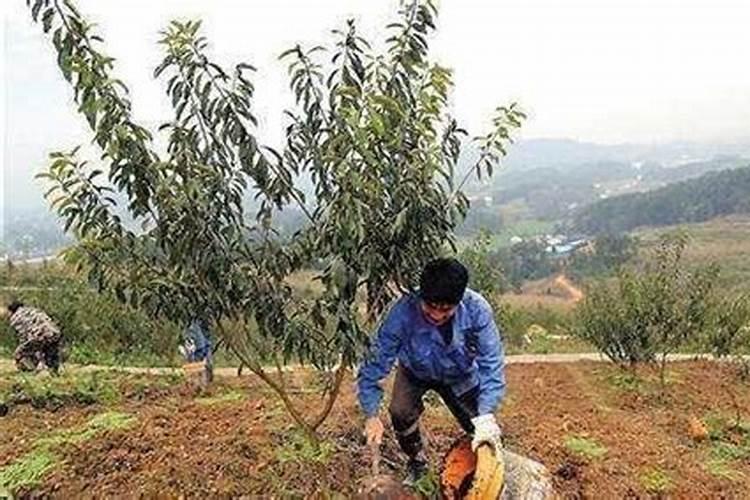 果实膨大期用什么叶面肥
