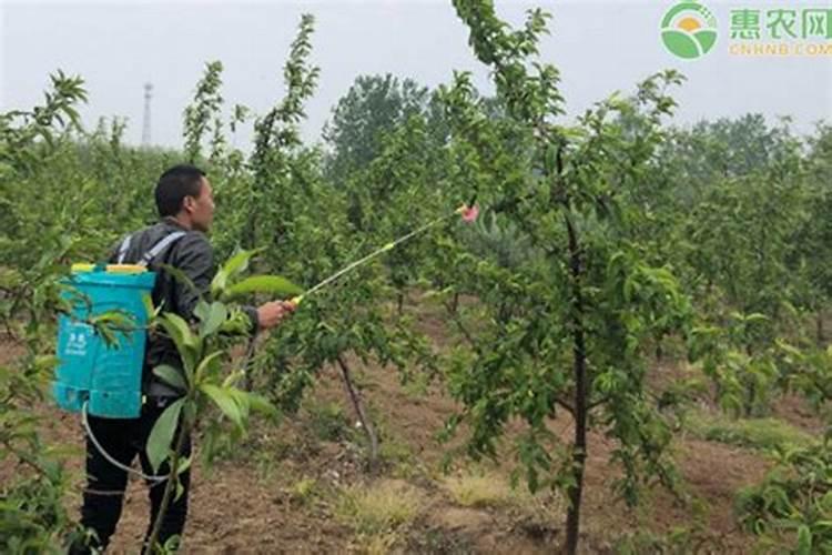 龙眼花期怎么管理 如何管理龙眼花期