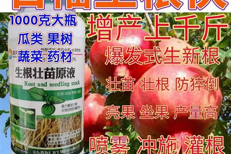 石榴树打什么药