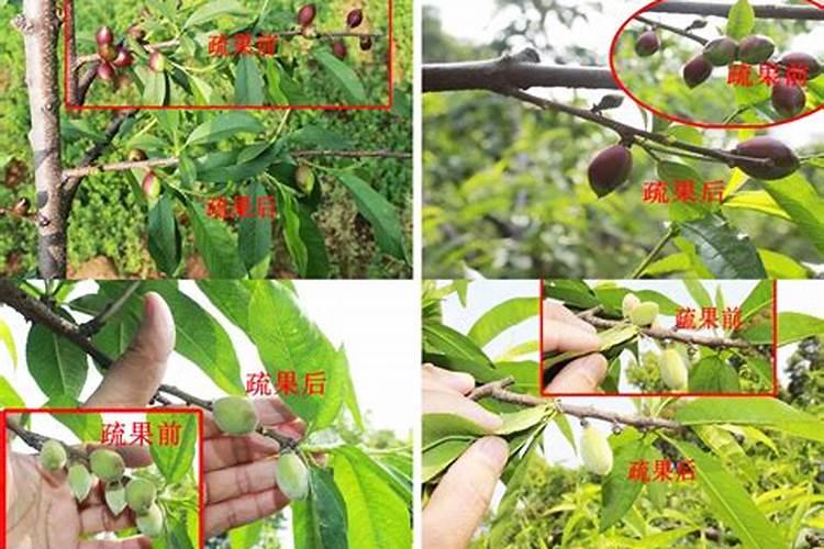 桃树幼果期需要什么肥料？